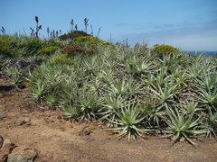 Puya venusta