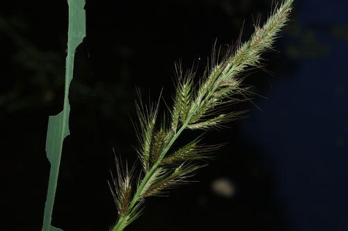 Swamp Barnyard Grass (Echinochloa telmatophila)