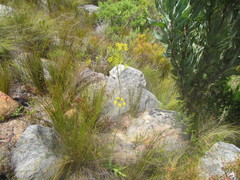 Lichtensteinia trifida