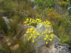 Lichtensteinia trifida