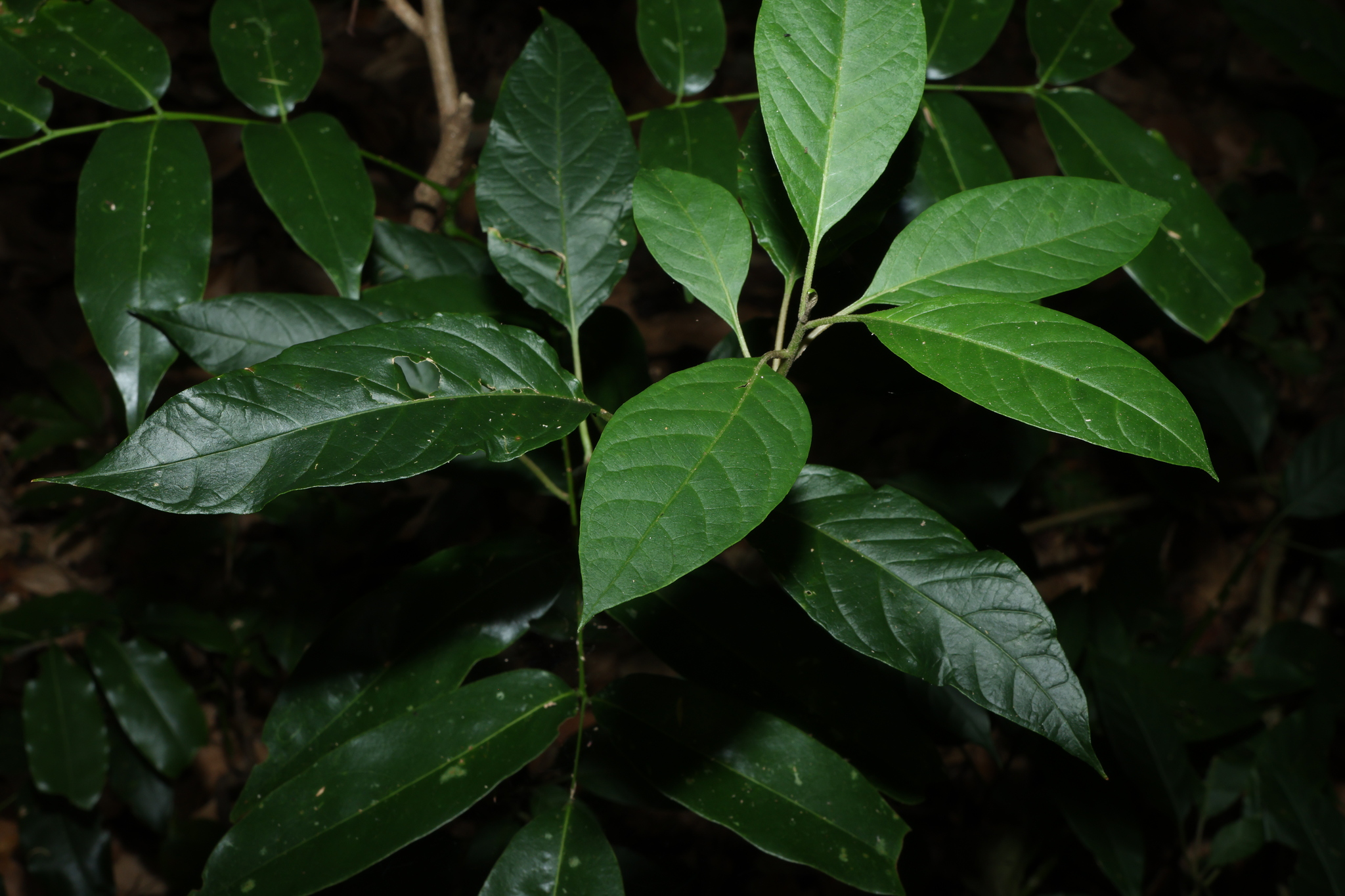 Climbing Deeringia (Deeringia arborescens)