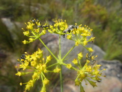 Lichtensteinia trifida