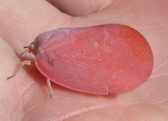 Flatida rosea