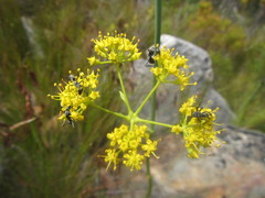 Lichtensteinia trifida