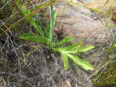 Lichtensteinia trifida
