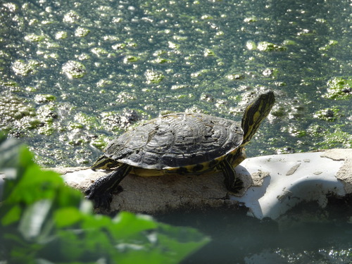 Trachemys scripta