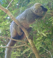 Eulemur rufifrons