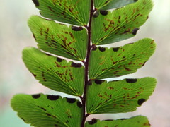 Adiantum pyramidale