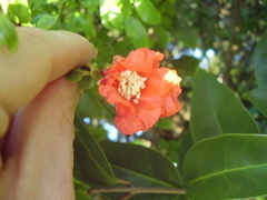 Punica