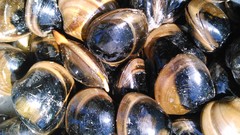 Megapitaria squalida