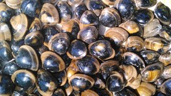 Megapitaria squalida