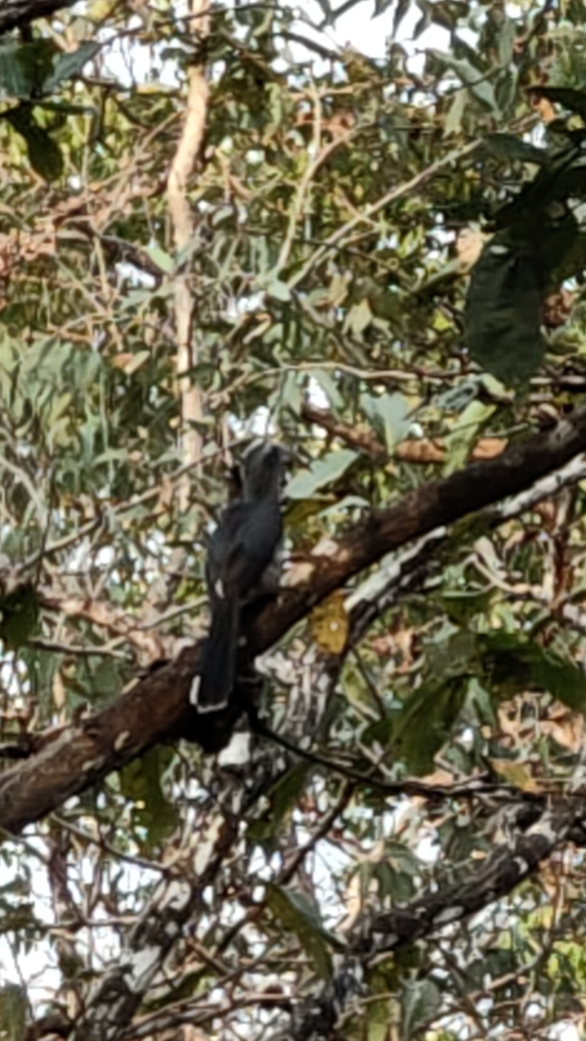 Malabar Grey Hornbill (Ocyceros griseus), photo 1