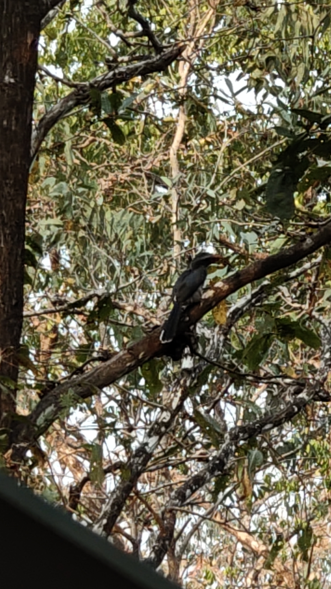 Malabar Grey Hornbill (Ocyceros griseus), photo 2
