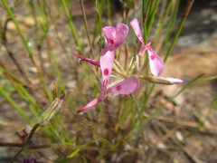 Pelargonium ternifolium
