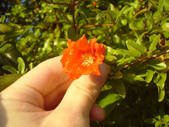 Punica