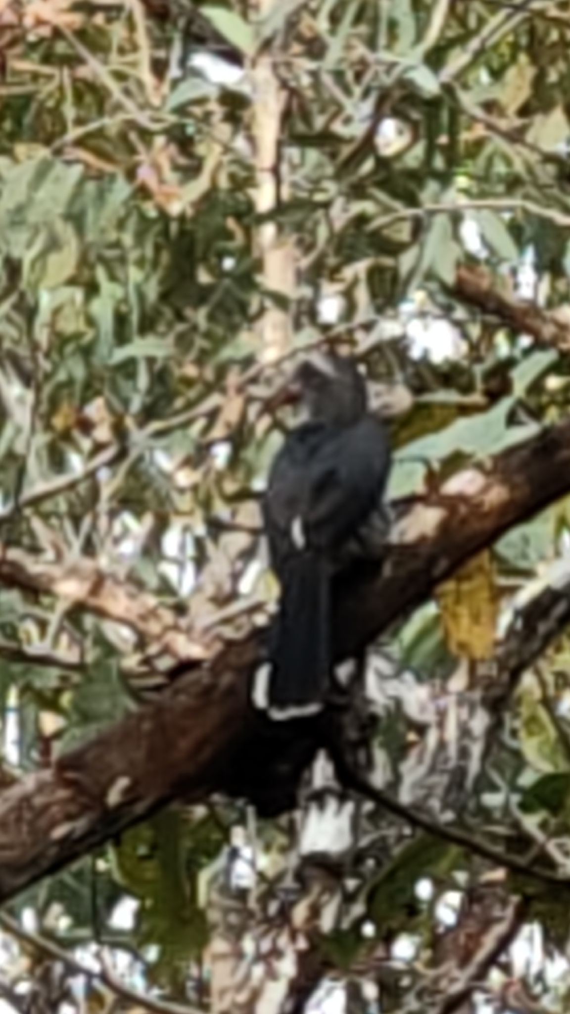 Malabar Grey Hornbill (Ocyceros griseus), photo 3