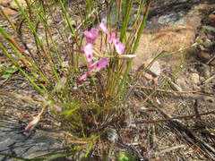Pelargonium ternifolium