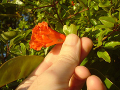Punica