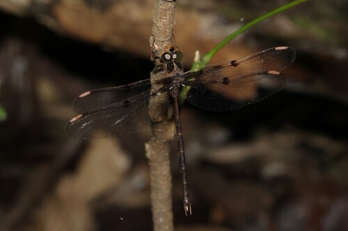 Northern Evening Darner photo 3