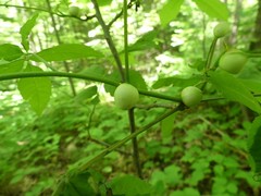 Phylloxera caryaecaulis