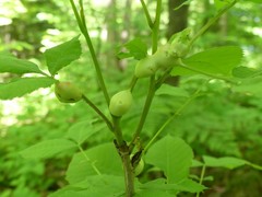 Phylloxera caryaecaulis