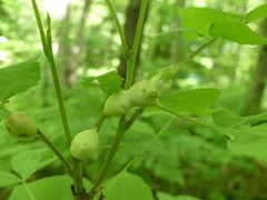 Phylloxera caryaecaulis
