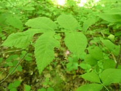 Phylloxera caryaecaulis