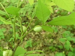 Phylloxera caryaecaulis