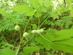 Phylloxera caryaecaulis