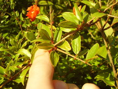 Punica