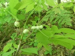 Phylloxera caryaecaulis