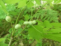 Phylloxera caryaecaulis