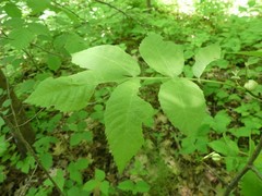 Phylloxera caryaecaulis