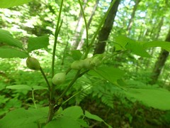 Phylloxera caryaecaulis