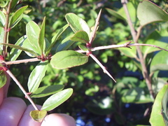 Punica