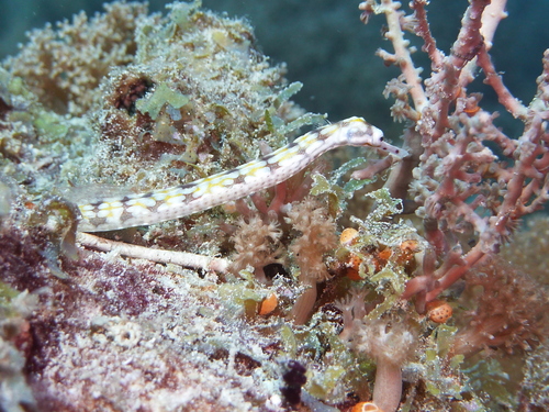 Banded pipefish (Corythoichthys flavofasciatus) — Syngnathidae