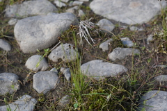 Juncus biglumis