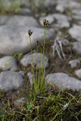 Juncus biglumis