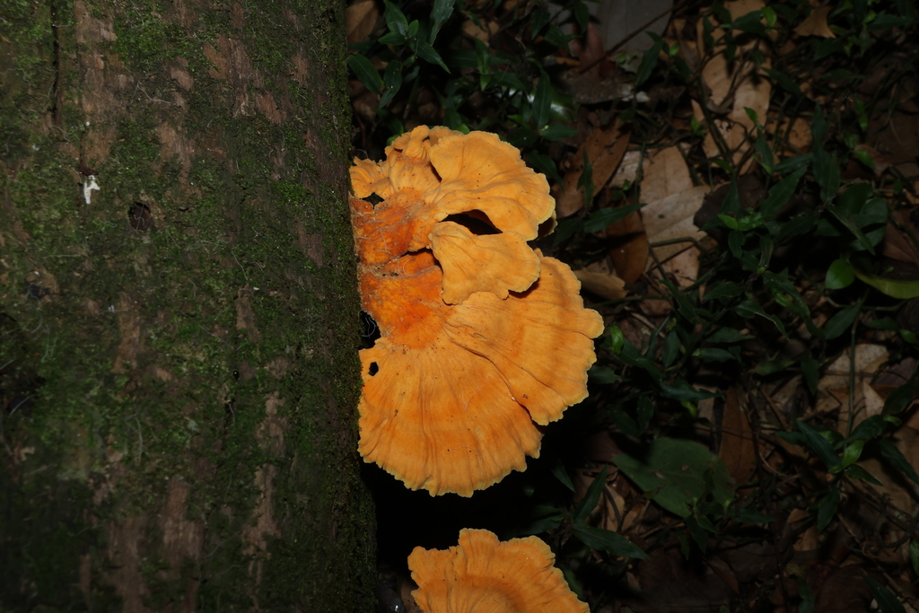 Laetiporus versisporus · February 2026 · photo: © gregtasney (iNaturalist, cc-by-sa)