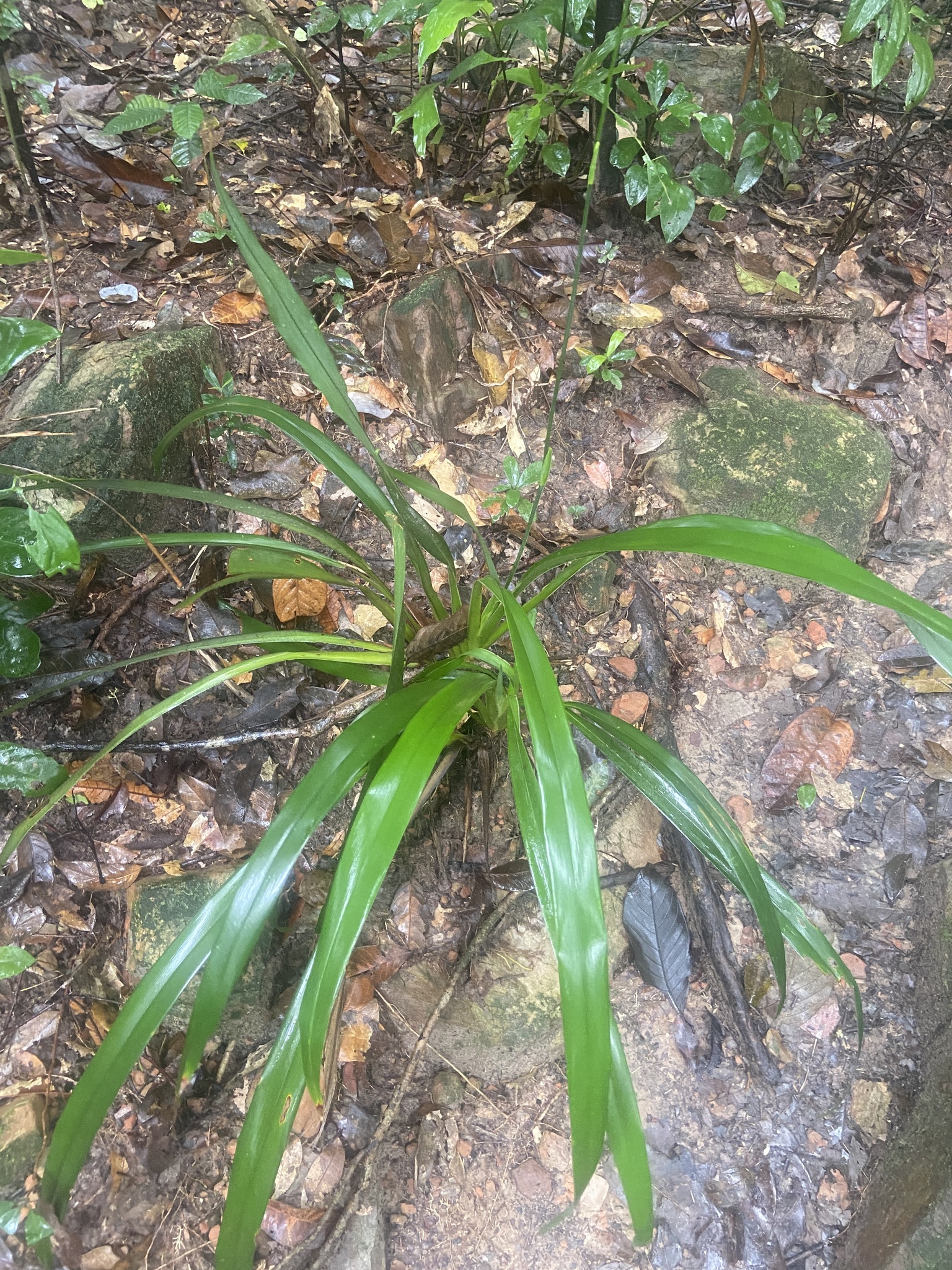 Dianella ensifolia — ảnh 3