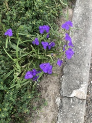Tradescantia gigantea