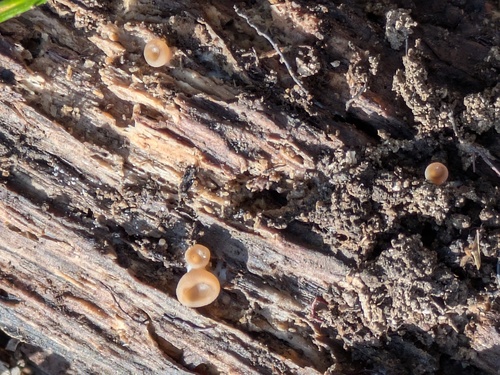 Observations by matangoo · iNaturalist