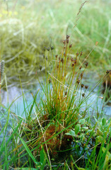 Juncus biglumis