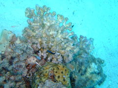 Larabicus quadrilineatus