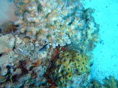 Larabicus quadrilineatus