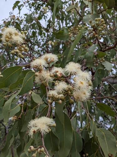 Corymbia latifolia observed 2026-02-19