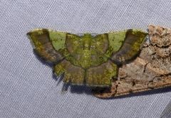 Neagathia corruptata