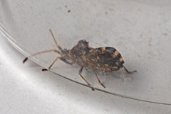 Centrocoris