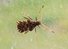 Centrocoris