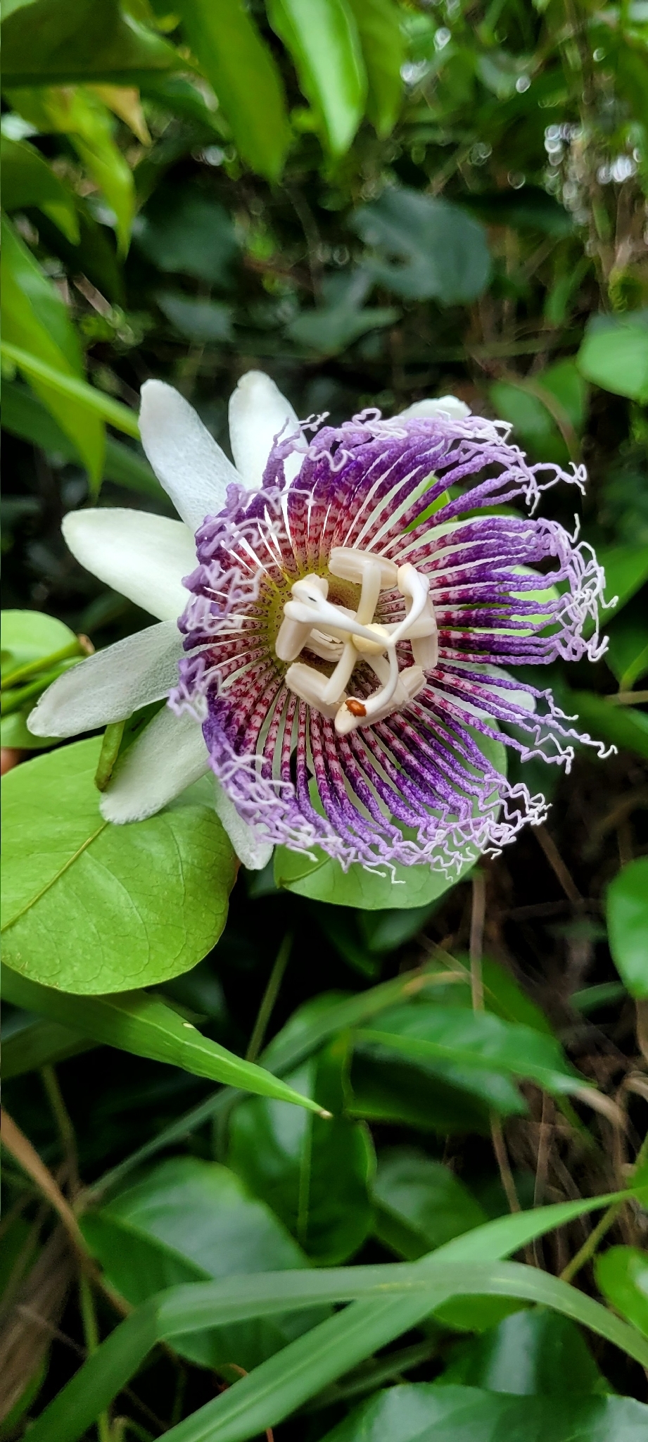 Passiflora nitida